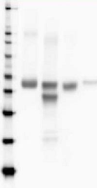 RbcL | Rubisco large subunit, form I, HRP-conjugated (40 µg) in the group Antibodies Plant/Algal  / Global Antibodies at Agrisera AB (Antibodies for research) (AS03 037-HRP)